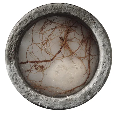 RootX — Whitcher Plumbing & Heating